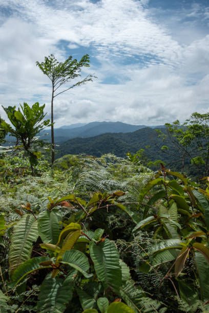 istock Panama Colombia border 1482221469