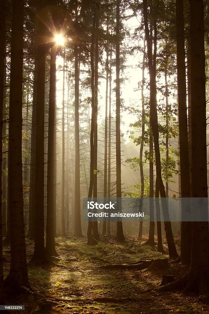 Coniferous Wald im Morgengrauen - Lizenzfrei Extremlandschaft Stock-Foto