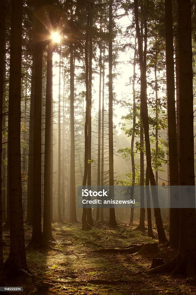 Хвойное лес на рассвете - Стоковые фото Жуткий роялти-фри