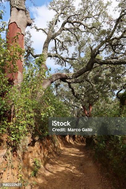 Castaño Del Robledo เมืองมหัศจรรย์ของอันดาลูเซีย อูเอลบา สเปน ภาพสต็อก