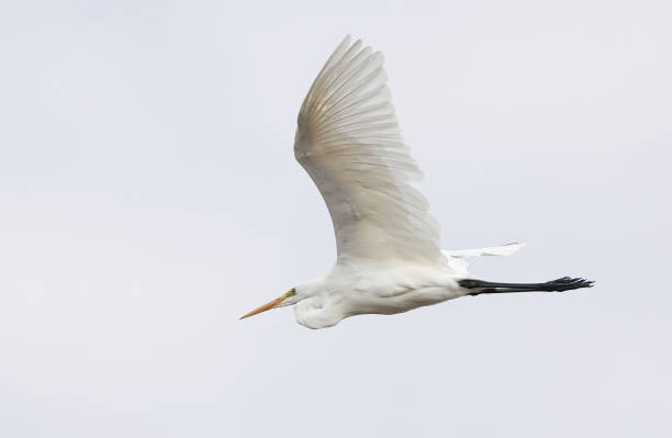 istock A great white egret, ardea alba, flying through the sky. 1482222519
