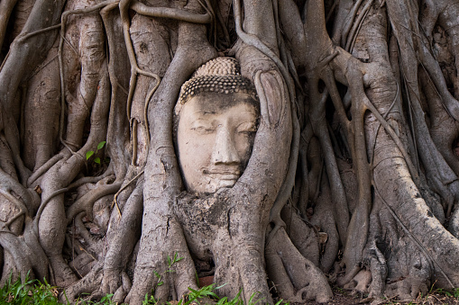 Buddha head sand stone in tree roots in Ayuthya, Thailand