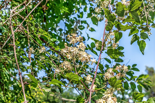 Vine of the old man beard plant with inflorescences of white flowers among green leaves against a blue sky. Invasive shrub growing in the mountains near Budva, Montenegro. Natural floral background