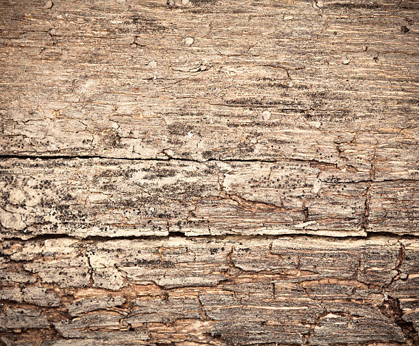 istock Rotting dry wooden background 148222608