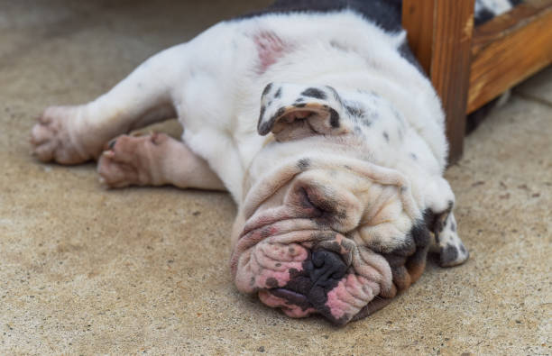 istock Tired Bulldog sleeping on the sand 1482226252