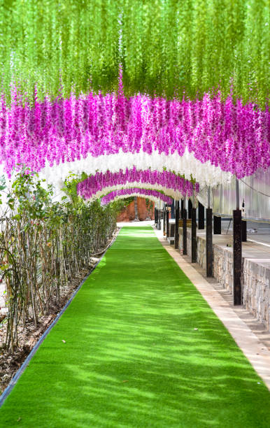 istock Many pink wisteria flowers as background 1482226273