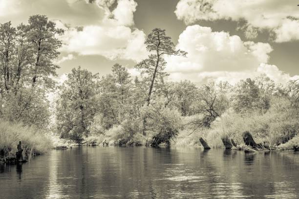 istock Scenic view of a river flowing between thickets 1482226701