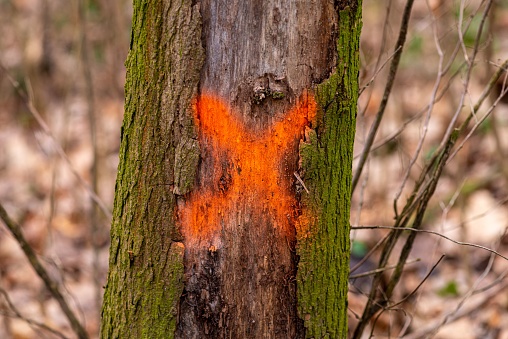 A blackened tree trunk with a red X painted on it in a desolate landscape