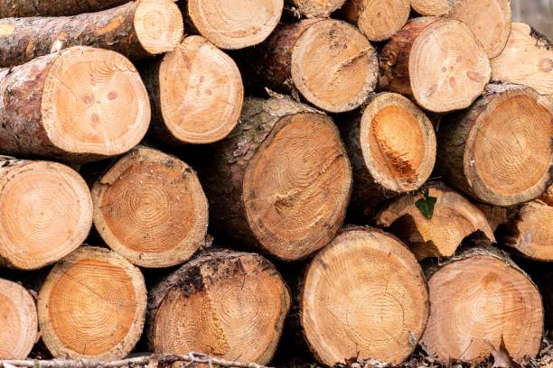 istock Pile of wooden logs in a neat stack, arranged in a symmetrical, visually appealing manner 1482226749