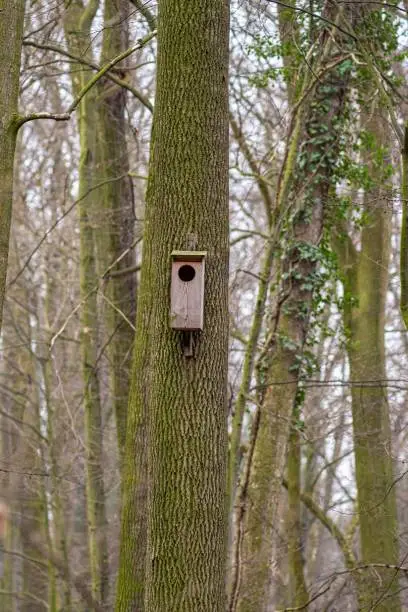 A vertical shot of a wooden birdhouse affixed on the trunk of a large tree in a rustic forest setting