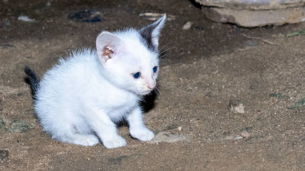 istock The cute playful baby cat is sitting 1482228171