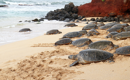 A Bale of Green Sea Turtles resting at a Beach, surfs and volcanic rocks in background. Maui, Hawaii, USA