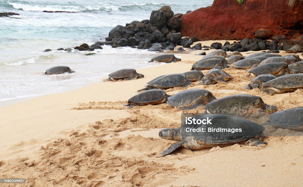 A Bale of Green Sea Turtles resting at a Beach, Blending in with the volcanic rocks in background. Maui, Hawaii, USA A Bale of Green Sea Turtles resting at a Beach, surfs and volcanic rocks in background. Maui, Hawaii, USA Turtle Stock Photo