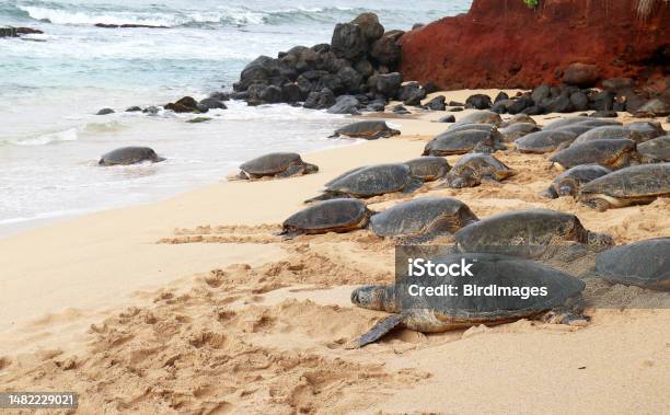 A Bale Of Green Sea Turtles Resting At A Beach Blending In With The Volcanic Rocks In Background Maui Hawaii Usa Stock Photo - Download Image Now