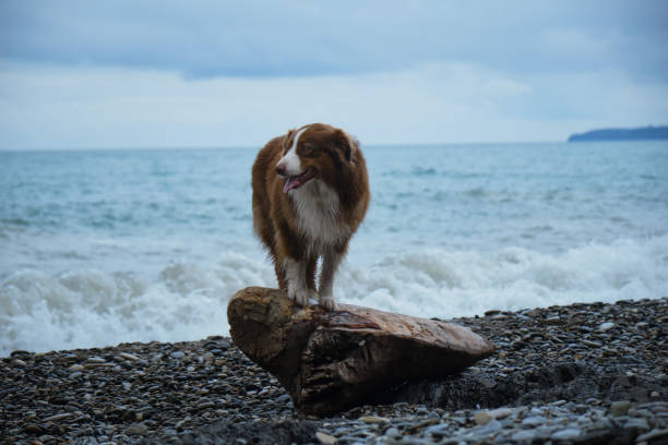 Brown Australian Shepherd stands on log on pebble beach. A walk with pet along the Black Sea coast. Full length portrait front view. Charming aussie red tricolor smart and obedient walks outside.