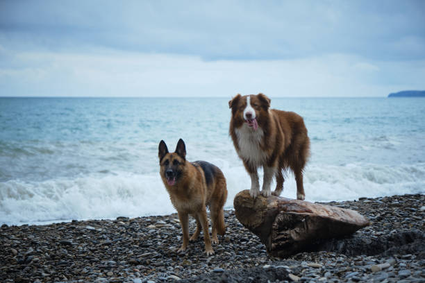 istock Australian and German Shepherd stand side by side on pebble beach. Front view. Walking with pets on sea coast. Two domestic purebred dogs pose on log near sea. 1482229668