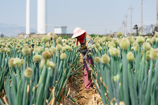 Diligent Female Farmers, Harvesting Scallions: Rural Women Helping Rural Revitalization