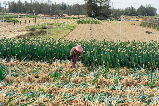 Diligent Female Farmers, Harvesting Scallions: Rural Women Helping Rural Revitalization