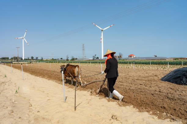 The intersection of tradition and modernity: farmers use oxen to cultivate land, and wind turbines inject clean energy into rural areas