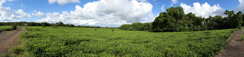 Bois Cheri, Mauritius - April 13, 2023: Green tea fields of the Bois Cheri Tea plantation in Mauritius during a cloudy day.