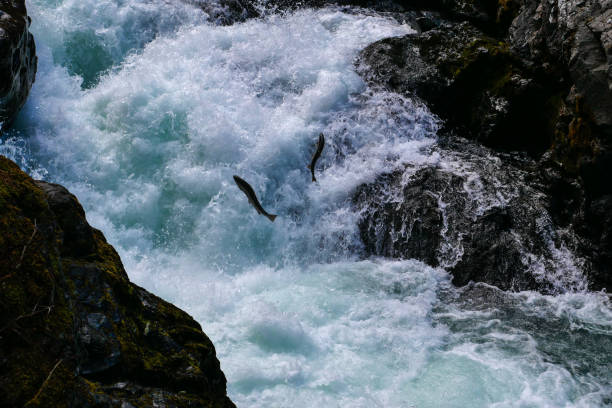 Two Salmons Jumping in Cascades (Sol Duc River at Olympic National Park — Washington)