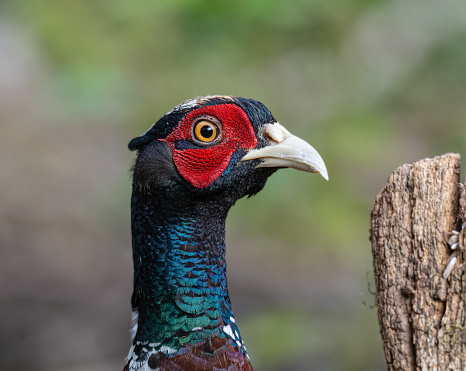 Close up of a Common Pheasant (Phasianus colchicus) in the Sussex countryside, England