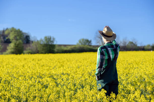 istock Rear view of farmer looking at canola fields 1482233347