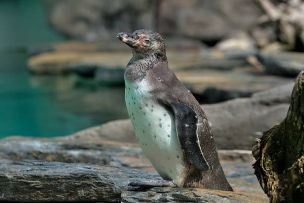 istock The Humboldt Penguin is a medium-sized penguin. 1482234999
