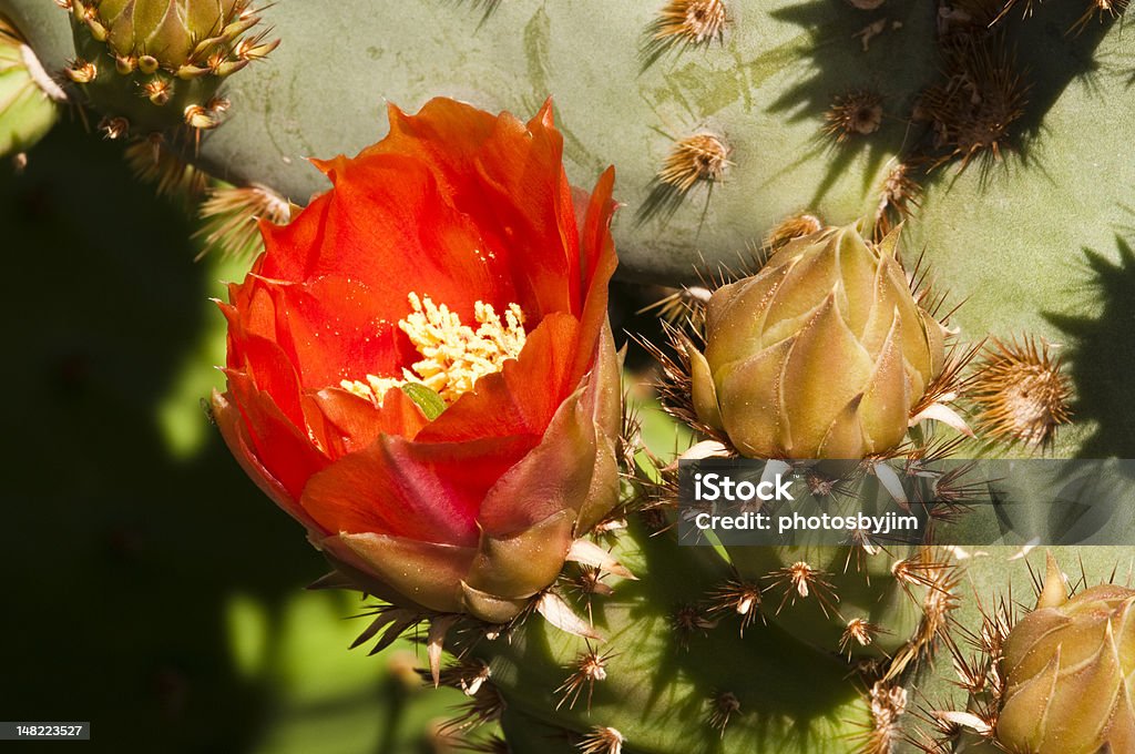 prickly pear cactus blossoms prickly pear cactus blossoms blooming in the spring Arizona Stock Photo