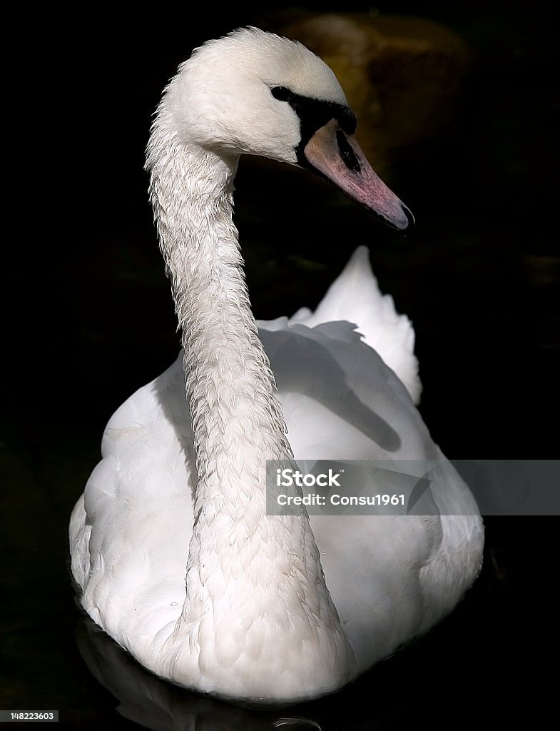 Cisne - Foto de stock de Agua libre de derechos