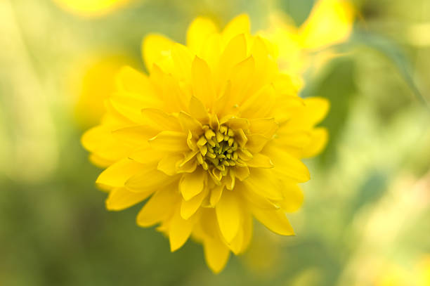 Bright yellow garden flower. stock photo