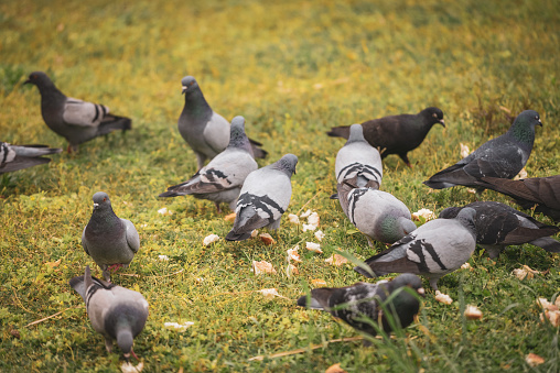 Pigeons on the grass in city park