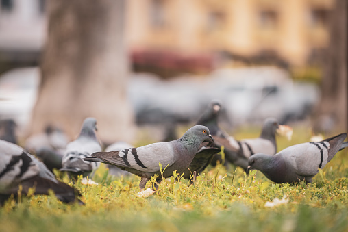 Pigeons in the park.