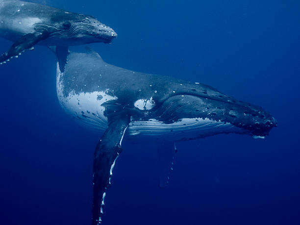 istock Humpback Whale Mum and Calf 148224025