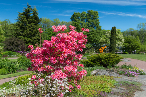 Rhododendron 'Pucella', Ghentazalea.