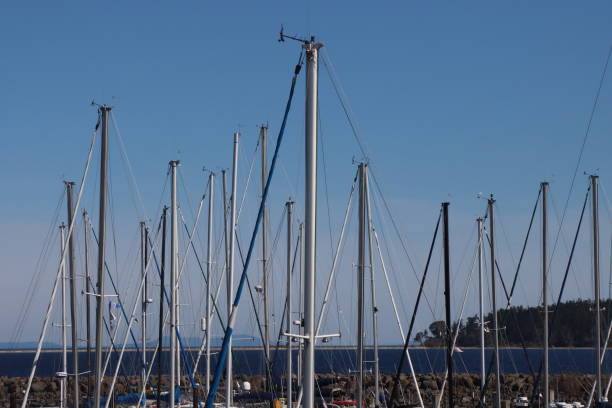 A collection of many masts of sailboats in the harbor