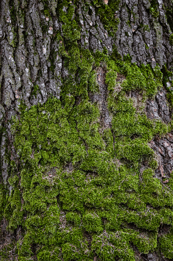 the texture of a large tree bark covered with thick green moss.