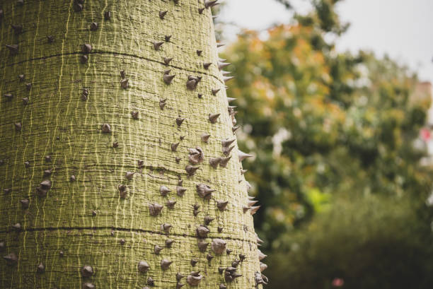 Close up trunk of a Silk Floss Tree