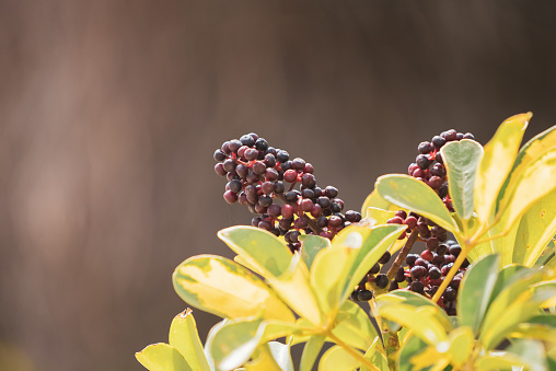 Black berries elderberry cluster Sambucus nigra