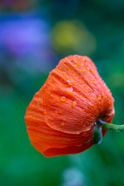 fleur d’oranger en fleurs de macro photographie de coquelicot oriental un jour d’été. - poppy oriental poppy macro corn poppy photos et images de collection