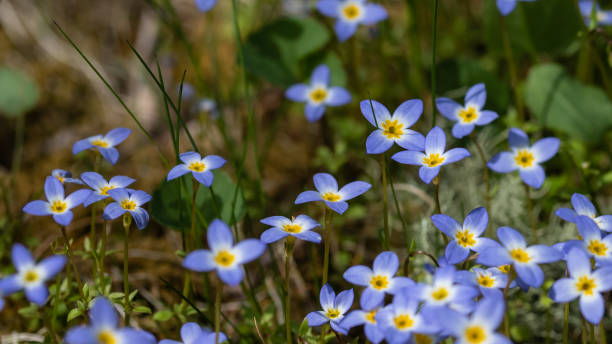 Bella macchia di bluets che fiorisce lungo la Blue Ridge Parkway - foto stock