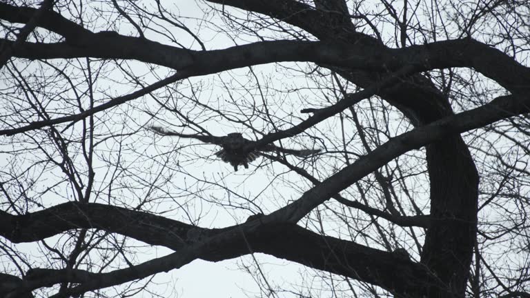 Eurasian Eagle-Owl Launching From Branch And Flying Toward Camera