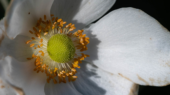 Horizontal closeup photo of a white poppy with yellow stamen growing in an organic garden in Spring. Soft focus dark background