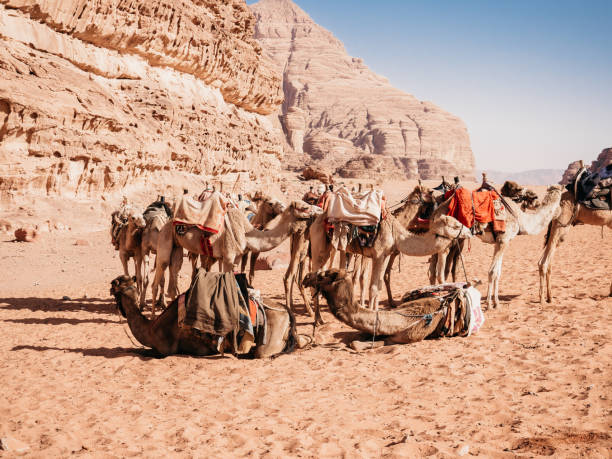 istock Camel caravan resting on the sand of the Wadi Rum 1482249085