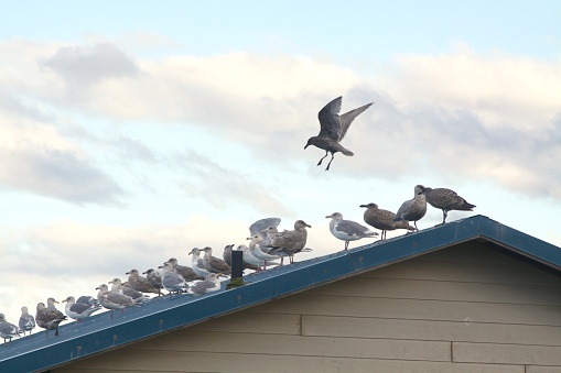 Many seagulls on the roof with one now landing