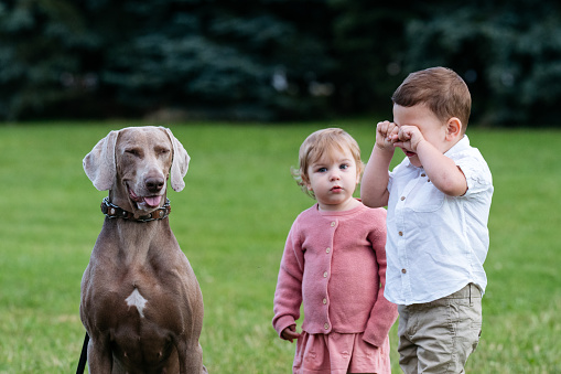 Portrait of toddler siblings and dog outdoors. Cheerful dog and crying little boy.