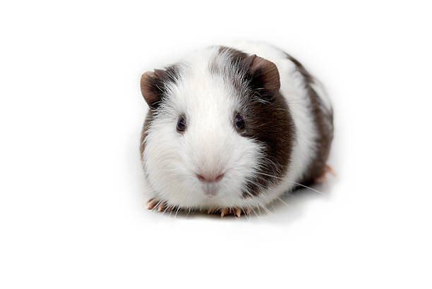 chinchilla rat portrait stock photo