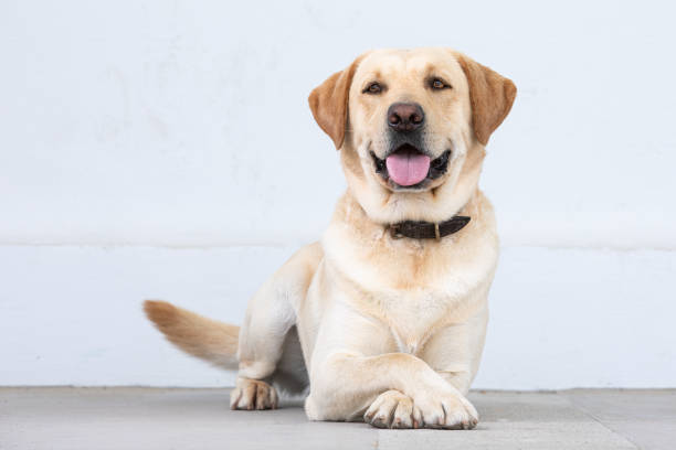 istock labrador retriever dog sitting with tongue out looking at camera 1482251849