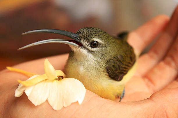 Honeyeater Bird cupped in hand with flower stock photo