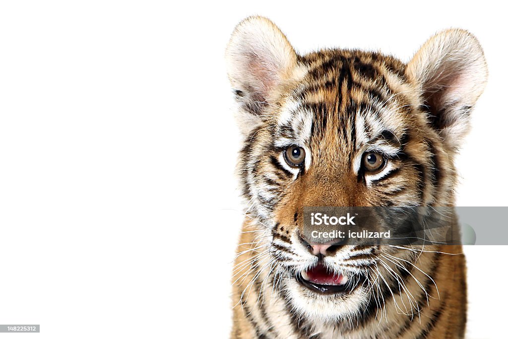 Cucciolo di tigre siberiana - Foto stock royalty-free di Bocca aperta